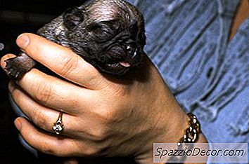 生まれたばかりの子犬を処理する方法