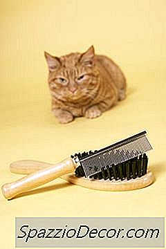 Como Ajudar Gatos Derramados Menos