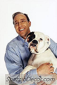 So Verhindern Sie, Dass Ein Weißer Boxer Verschwindet