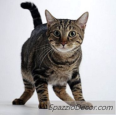 Cómo Ayudar A Gatos Traumatizados