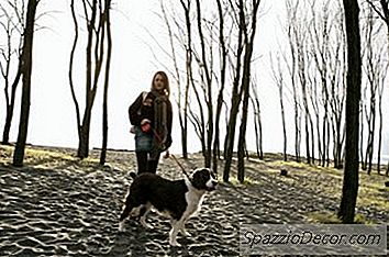 Sådan Træner Du En Engelsk Springer Spaniel