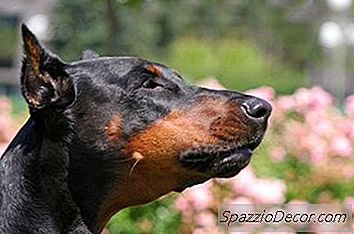 Cara Melatih Kereta A Doberman