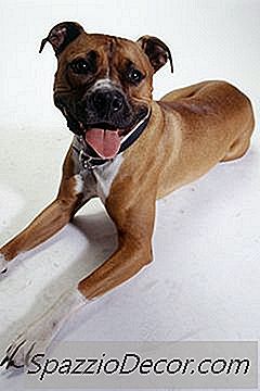Kuinka Tallettaa Pitbull