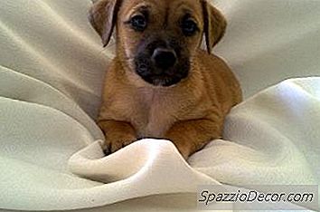 如果你全天工作，如何打破小狗