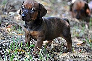 Comment Ménager Un Chiot Sans Cage