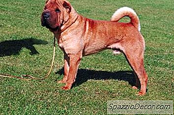 Como Alojar Um Shar-Pei