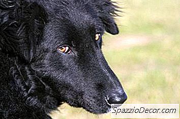 Hur Man Hushåller En Envis Hund