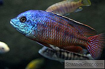 Hoe Soorten Afrikaanse Cichlid-Vissen Te Identificeren