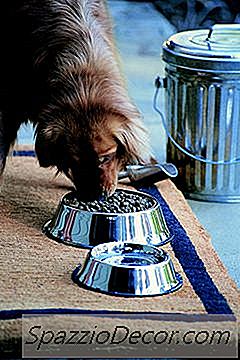 Πώς Να Κρατήσετε Τα Πουλιά Μακριά Από Τα Τρόφιμα Σκυλιών Και Το Πόσιμο Νερό Ενός Σκυλιού
