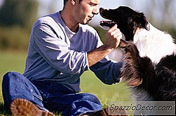 Cara Membuat Mantel Border Collie Bagus
