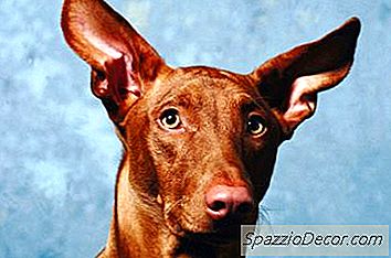 如何保持犬耳温暖