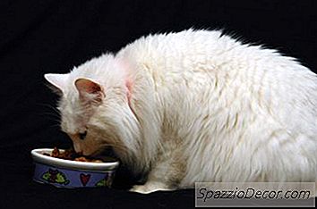 Hoe Katten Te Houden Van Het Eten Van Elkaars Voedsel