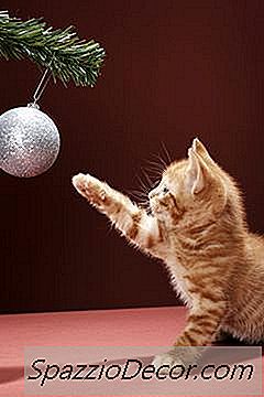 Jak Zachować Koty Z Ruinowania Dywanów