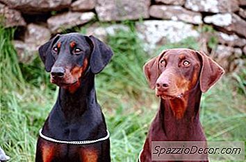 Como Evitar Que Um Doberman Morda