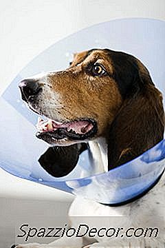 Hoe Een Hondenconus Op Te Houden Na Het Stollen