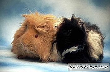 गिनी पिग केज से कुत्तों को कैसे दूर रखें