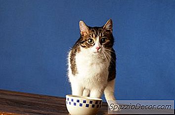 如何让小猫离开餐桌