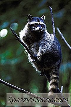 アライグマを猫から遠ざける方法