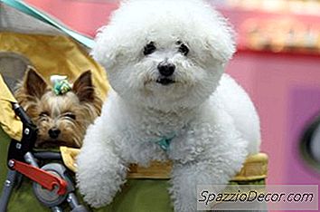 Como Manter Um Bichon Entre Grooming