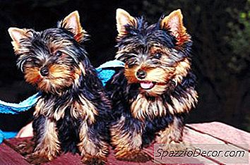 Kako Znati Ima Li Beba Yorkie Gliste