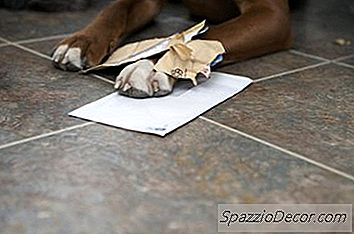 Hoe Te Weten Of Uw Hond Jaloers Is?