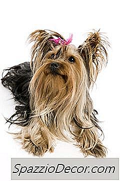 Como Saber Se O Seu Yorkie Tem Um Casaco De Seda Ou Pelagem