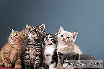 Kittens Alleen Achterlaten Tijdens De Dag
