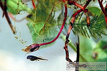 Как Да Си Направим Котва За Аквариумни Растения