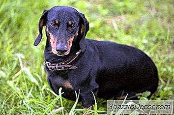 Bir Köpek İçin Kapalı Banyo Lazımlık Nasıl Yapılır