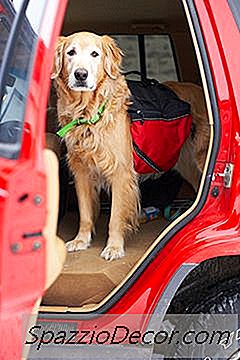 Como Fazer Uma Rampa Para Animais De Estimação Ao Ar Livre