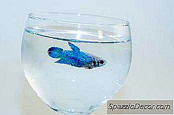 Cara Membuat Betta Fry Tumbuh Cepat