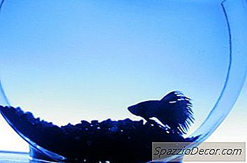 Cómo Hacer Que Bettas Crezca Más Grande