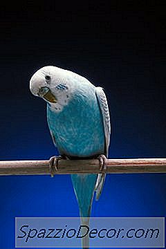 Sådan Laver Du Budgie Perches