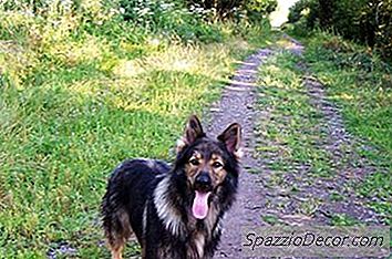 如何制作犬冷却头巾