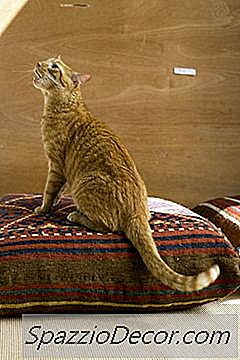 วิธีที่จะทำให้แมวหยุด Meowing ในกลางดึก