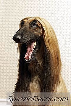 วิธีการทำสเปรย์ปรับอากาศสุนัขเคลือบด้วยน้ำมันอัลมอนด์