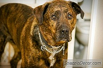 Hur Man Gör En Hund Att Sluta Urinera På Ett Område