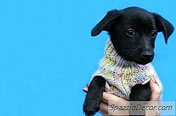 Kazak Kazak Dışarı Köpek Kazak Yapmak Nasıl