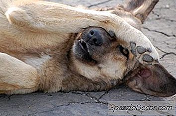 Como Fazer Cães Mais Sociáveis ​​