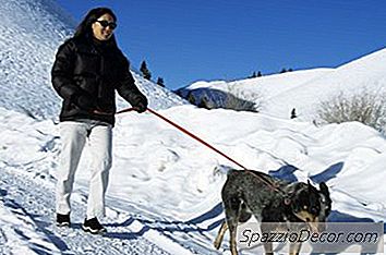 Comment Fabriquer Des Chaussures Pour Chien Fait Maison
