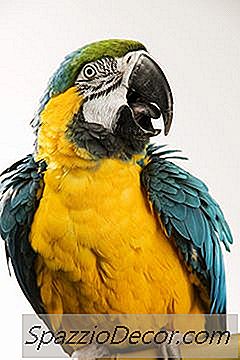 Cara Membuat Burung Beo Saya Menjadi Tenang