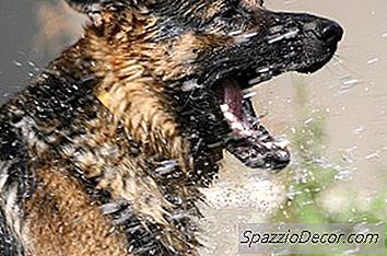 Organik Köpek Şampuanı Nasıl Yapılır