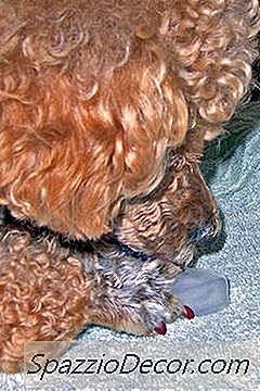 Jak Zrobić Włosy Pudla Puffy