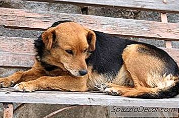 Como Fazer Um Cão Assustado Não Se Assustar