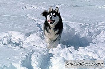 如何为狗制作雪鞋