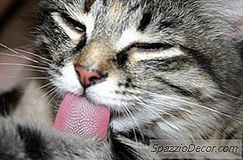 Πώς Να Κάνω Ένα Μαλακό Elizabethan Κολάρο Για Τις Γάτες