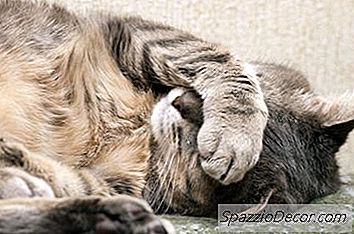 Como Fazer Uma Bandeja De Derramamento Para Uma Caixa De Areia De Gato