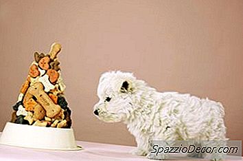 Cómo Hacer Perros Con Control De Sarro
