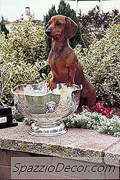 Como Fazer Seu Próprio Cão E Gato Repelente Em Casa