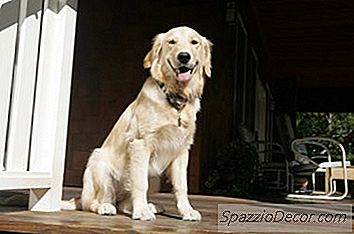 あなた自身の犬のドアを作る方法